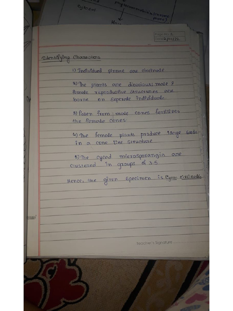 Gymnosperm Practical by Akanksha | PDF