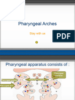 02-Pharyngeal Arches, Pouches and Clefts (Pure - Spirit)