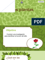 Clase N°5 Noviembre Ciclo de Vida de La Planta Del Tomate