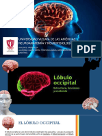 Presentación Lóbulo Occipital