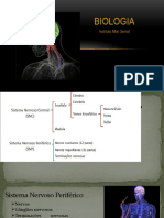 Sistema Nervoso PERIFÈRICO (1 Série)