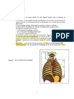 4-Anatomie de l'ŒSOPAHAGE