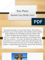 Rare Plants Essay (Bottle Tree)