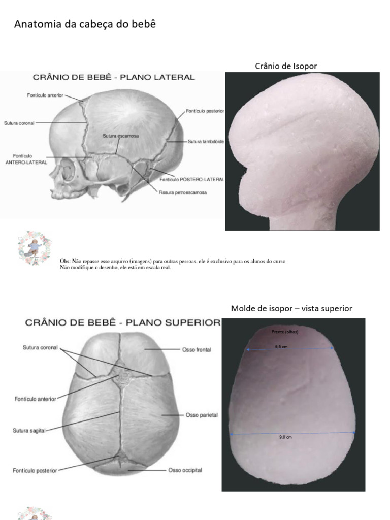 Anatomia do Crânio do Bebê | PDF