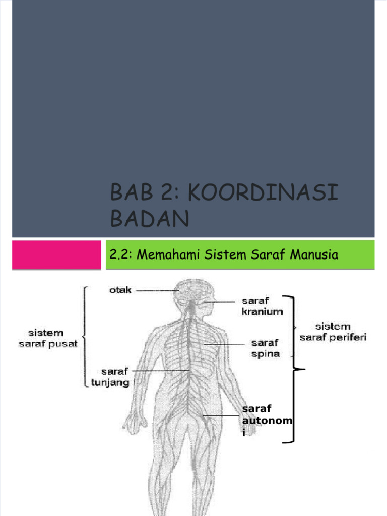 Dokumen.tips 22 Memahami Sistem Saraf Manusia | PDF