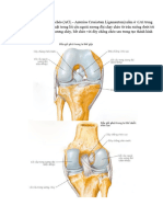 DÂY CHẰNG TRƯỚC CHÉO