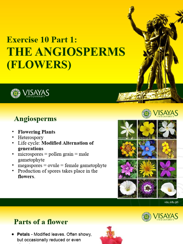 Angiosperm Flower Structure and Life Cycle | PDF | Flowers | Biological ...