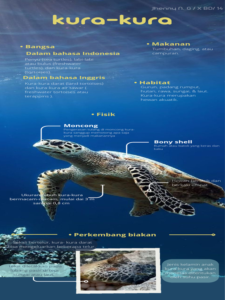 Infografik Kura-Kura: Habitat dan Makanan | PDF