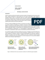 Práctica Tallo - 9feb23