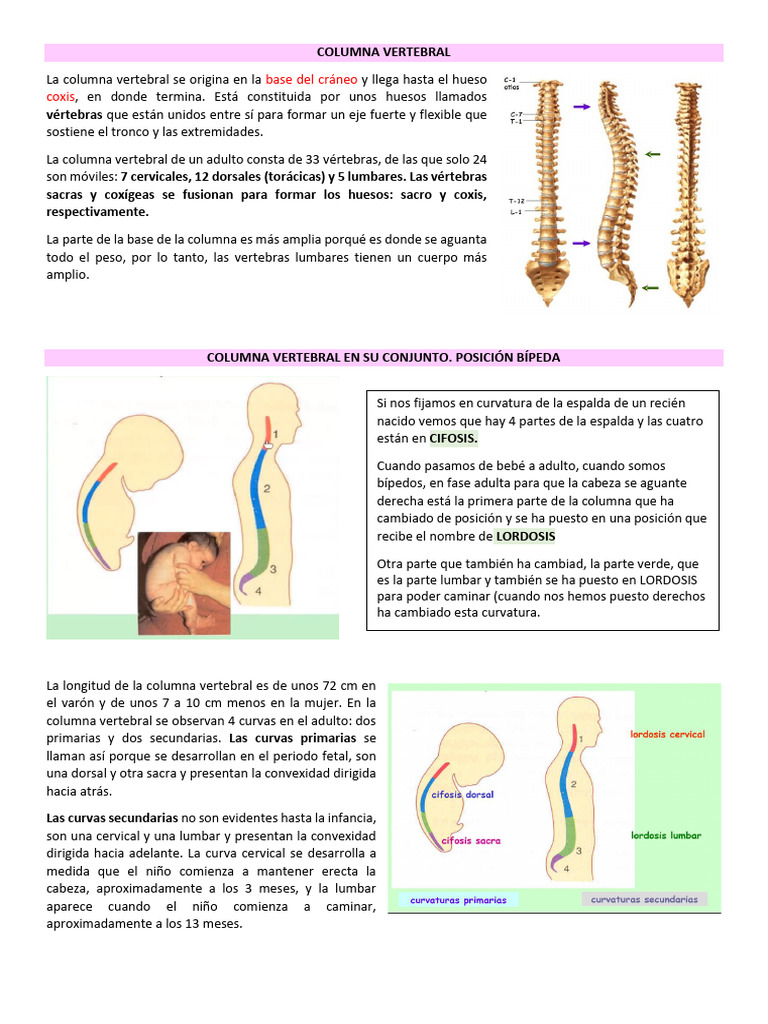 Anatomía de la Columna Vertebral | PDF