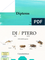 Dipteros