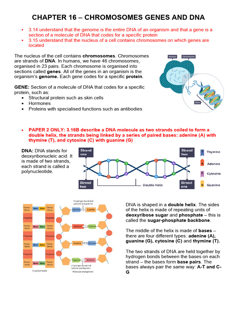 Chromosomes, Genes, and DNA Overview | PDF