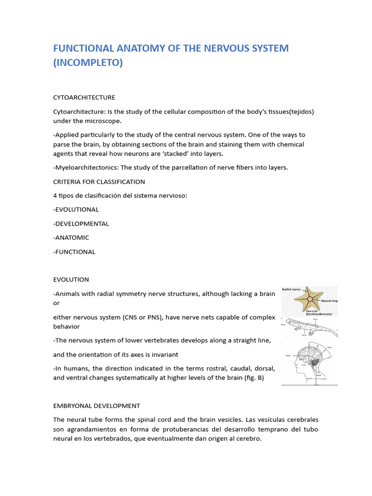 Functional Anatomy of the Nervous System | PDF | Central Nervous System ...