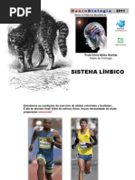 16_sistema_limbico