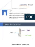 Tejidos Que Forman A Los Órganos Dentarios PDF