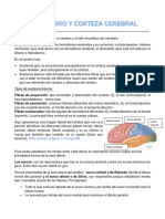 Corteza Cerebral, F. Reticulra, S. Limbico
