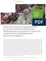 302 Ornamentales Medios in Vitro Phalaenopsis