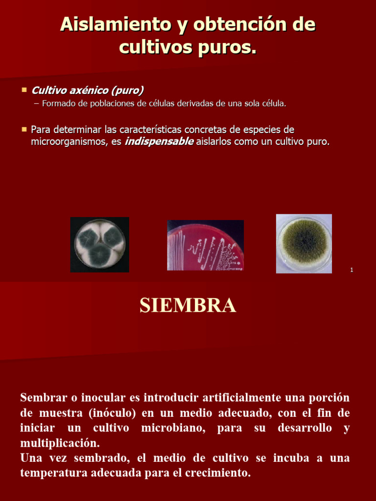 I.1. Obtencion de Cultivo Puro PDF Siembra Staphylococcus Aureus