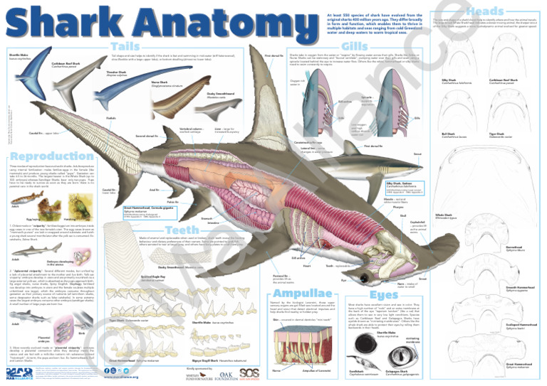 Shark Anatomy Poster Watermark | PDF | Sharks | Egg