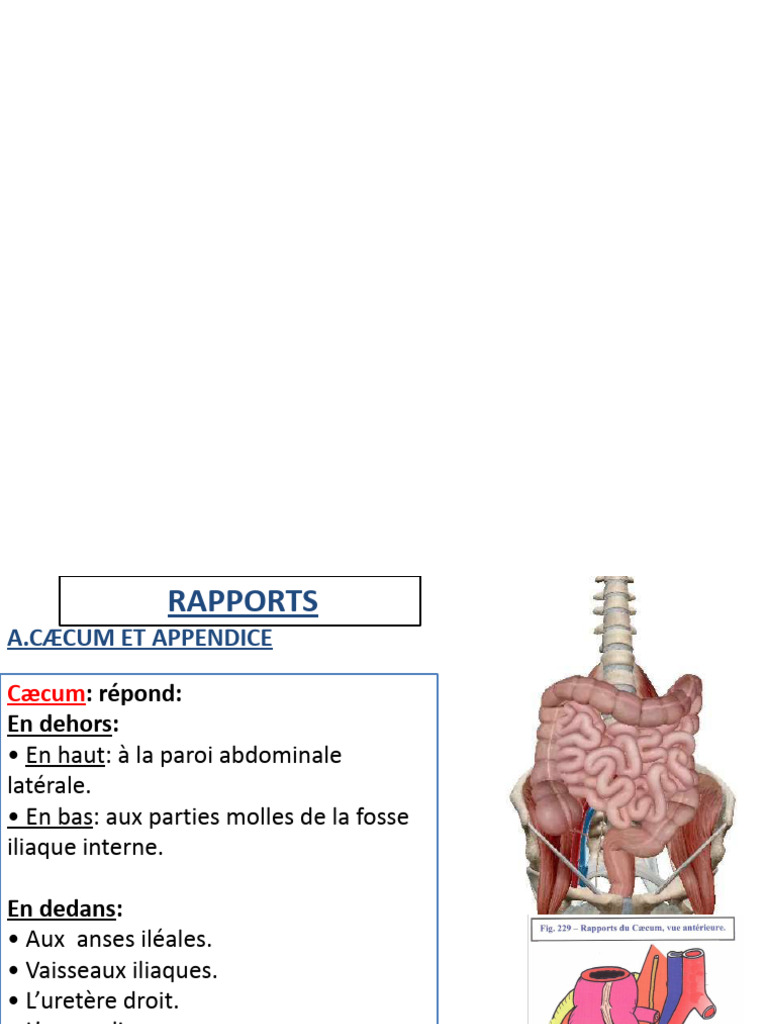 Anatomie du Côlon et Vascularisation | PDF | Gros intestin | Vaisseau ...