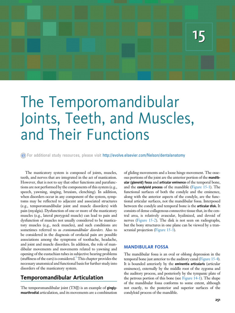 The Temporomandibular Joints, Teeth, and Muscles, and Their Functions ...