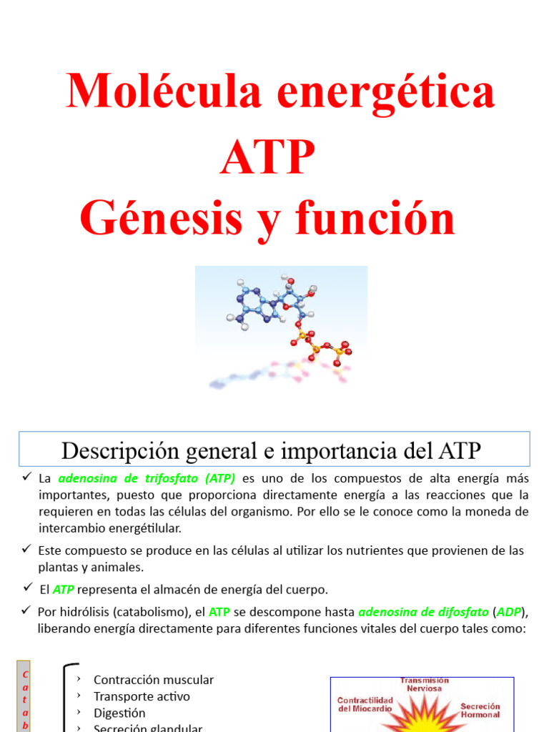 ATP, Génesis y Función (Alumnos) | PDF | Trifosfato de adenosina | Redox