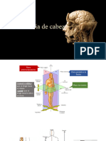 Anatomia de Cabeza y Cuello