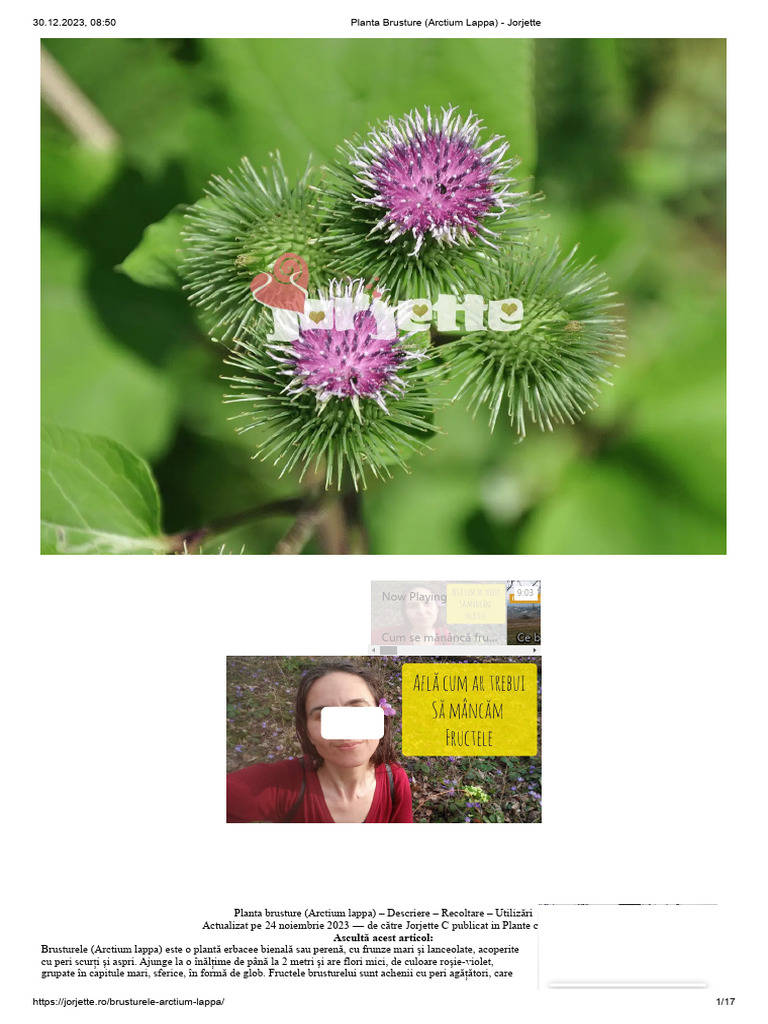 Planta Brusture (Arctium Lappa) - Jorjette | PDF