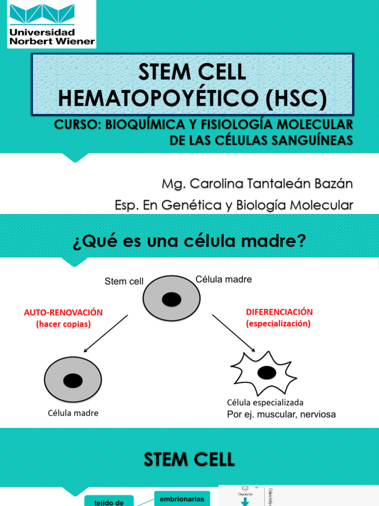 Clase 1.1 - Stem Cells | PDF