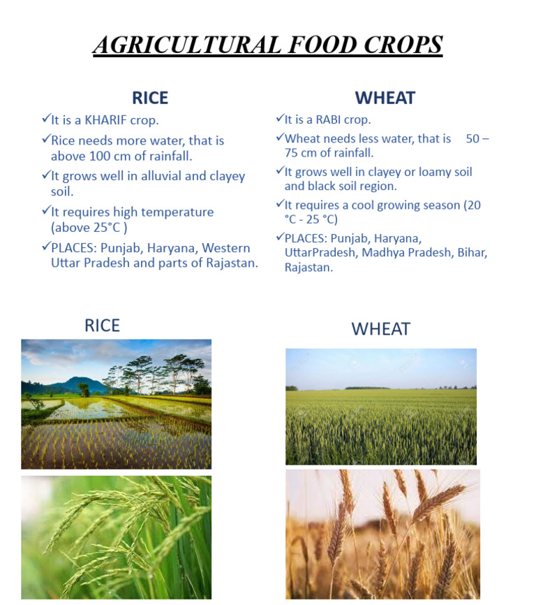 Agricultural Food Crops | PDF