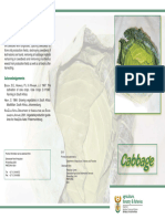Brochure Cabbage