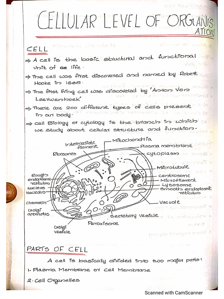Cell MK | PDF