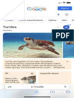 Turtle - Google Search