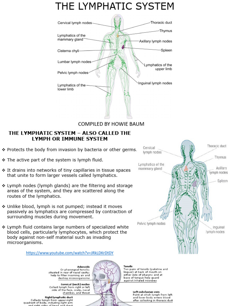 Lymphatic System: Immune Defense Guide | PDF | Phagocyte | White Blood Cell