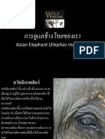 Asian Elephant Thai