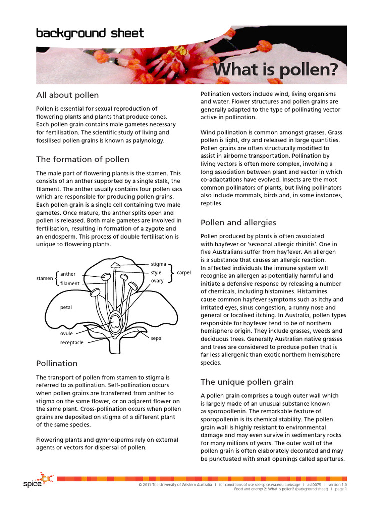 pollen 1 gs