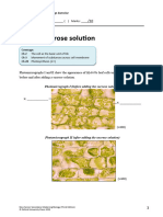 Cells in Sucrose Solution - e