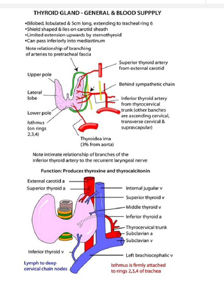 Thyroid Surgery | PDF