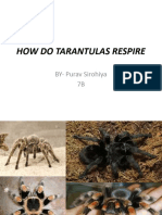 How Do Tarantulas Respire