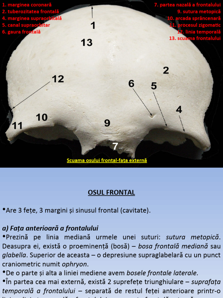Lp10-Frontal Si Parietal | PDF