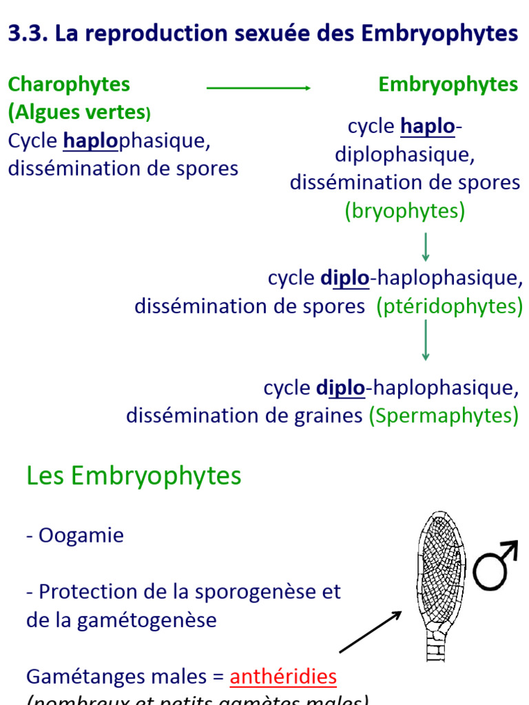 Reproduction des Embryophytes et cycles de vie | PDF | Fougères | la ...