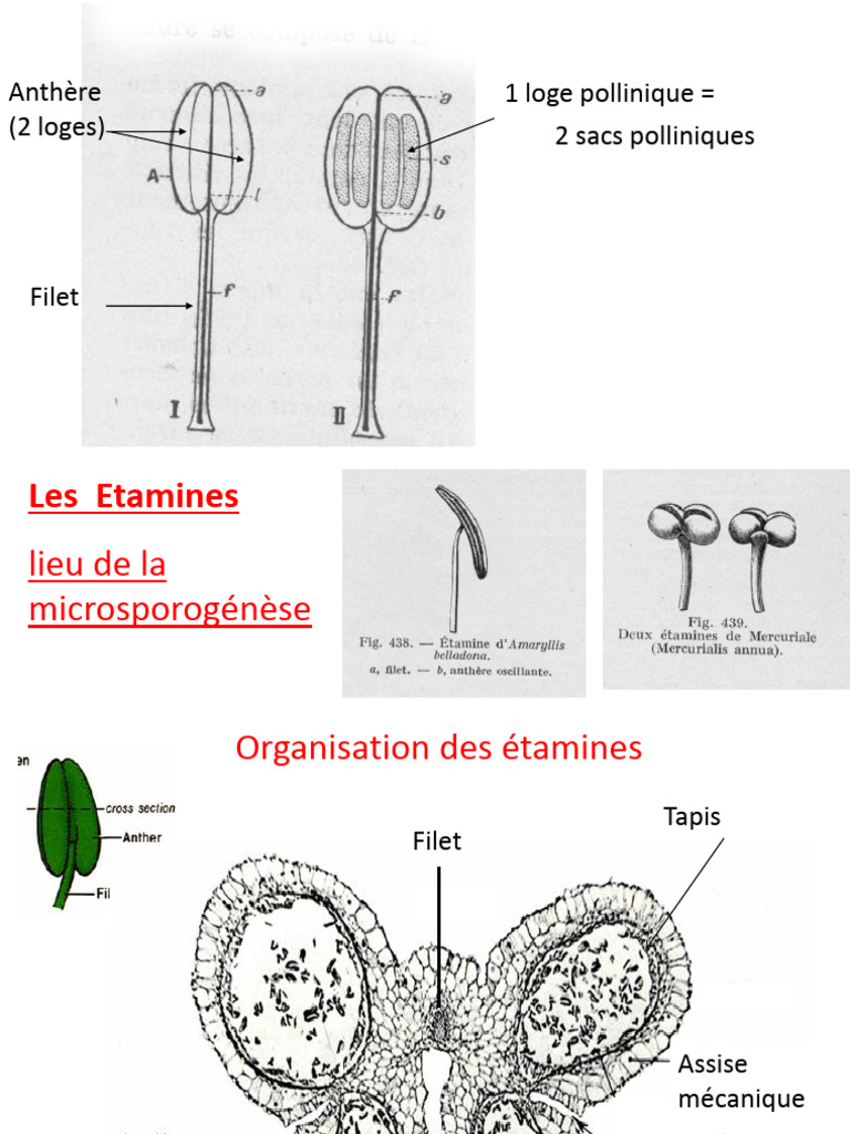 Structure et Fonction de l'Anthère | PDF | Pollen | Pollinisation