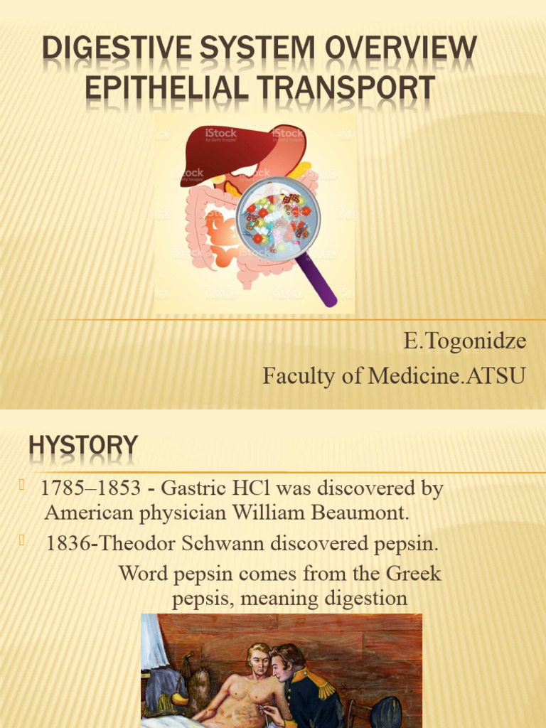 Digestive System Overview | PDF