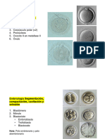Embriología Del Pollo Asociado A Fertilización