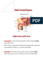 The Male Genital System