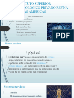 Instituto Superior Tecnologico Privado Reyna de Las Americas Sistema Nervioso