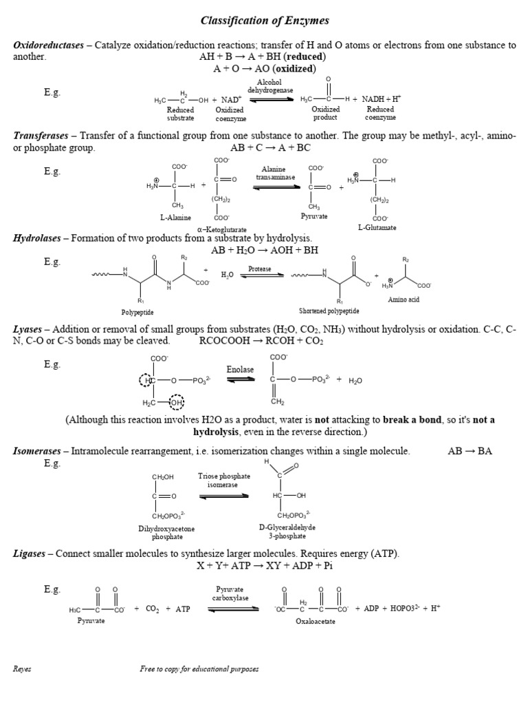 ClassificationofEnzymes PDF