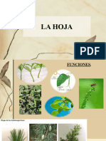 Organología La Hoja 2017-2