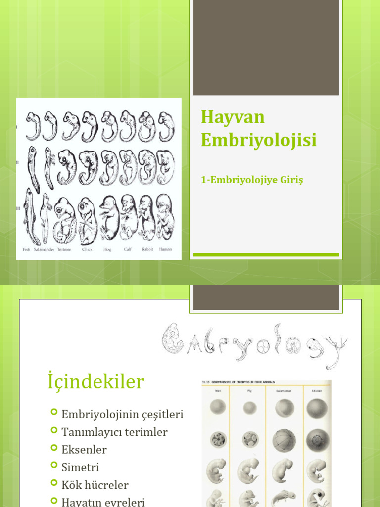 Embriyoloji 1 | PDF