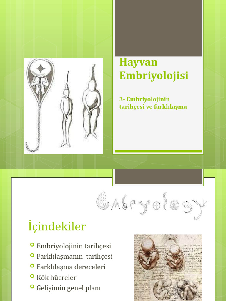 Embriyoloji 3 | PDF